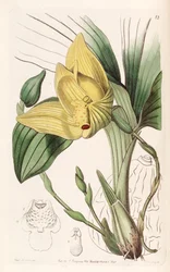 Lycaste cruenta (as syn. Maxillaria cruenta)